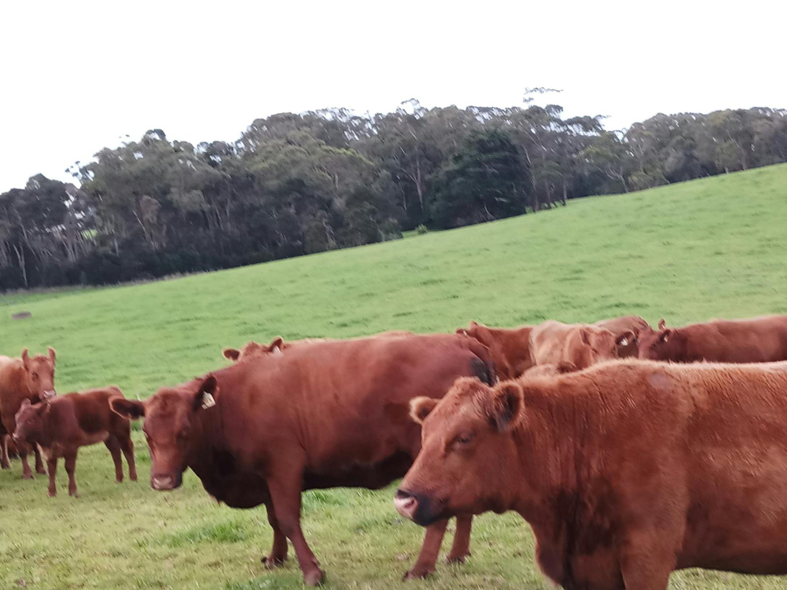 Red Angus farm breed cattle