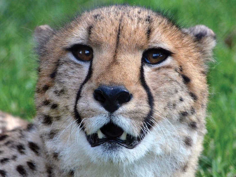 Billabong Zoo Koala and Wildlife Park Port Macquarie Attraction