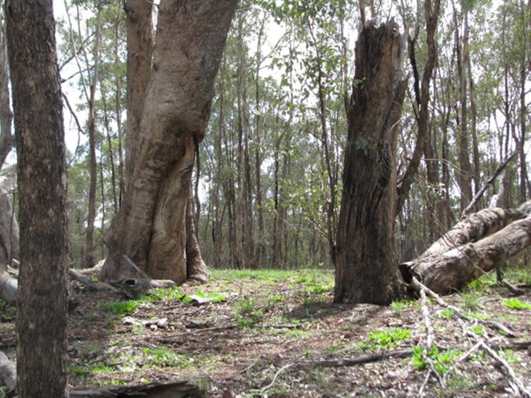 Dunedoo Woodland LearningCentre