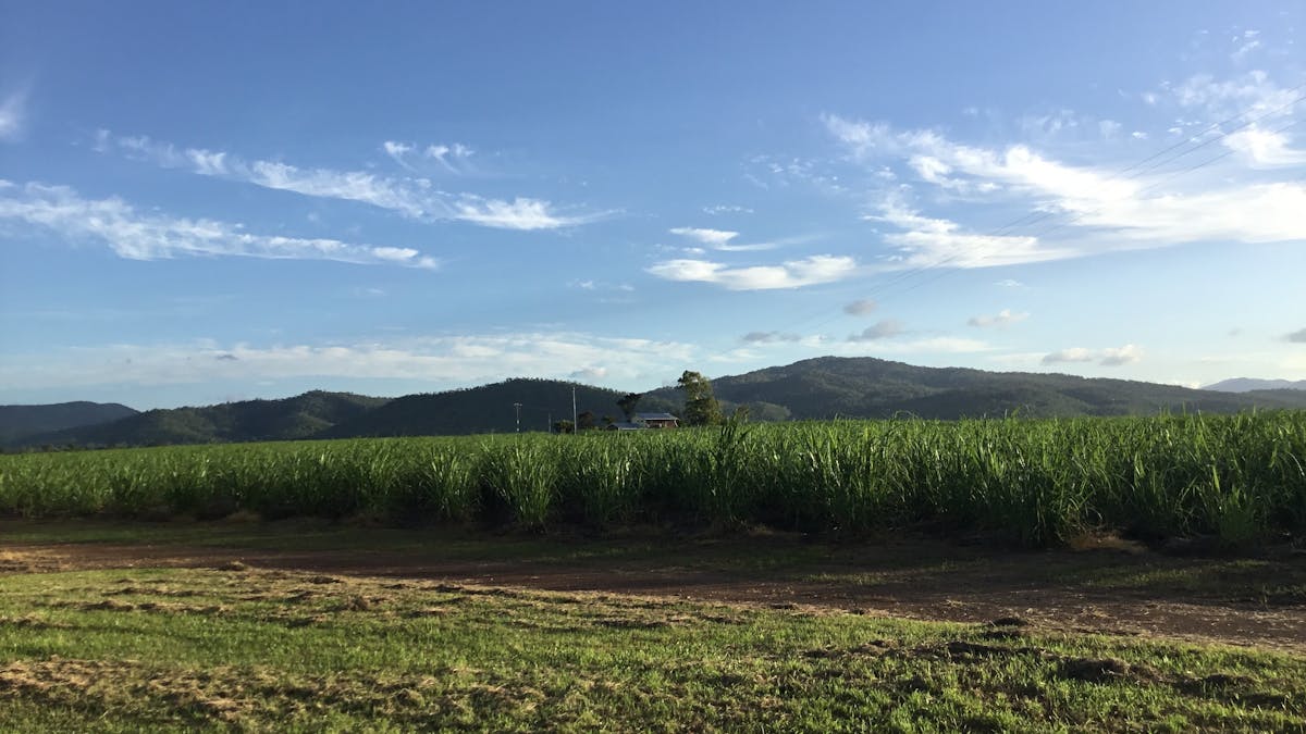 Lush green sugar cane