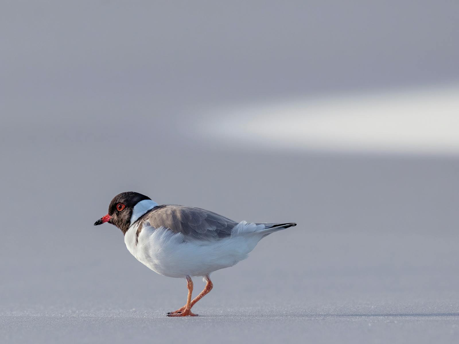 Hooded Plover, from a recent exhibition at Wild Island