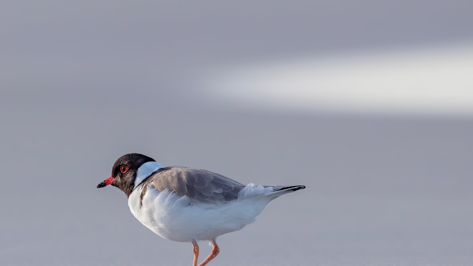 Hooded Plover, from a recent exhibition at Wild Island