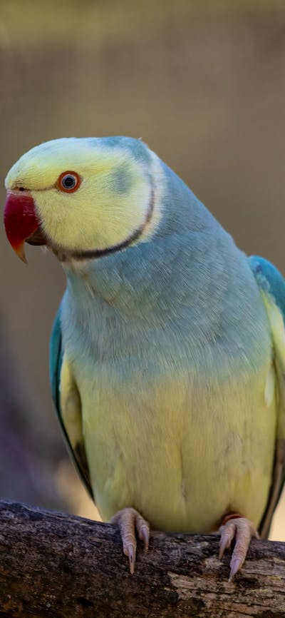Indian Ringneck at the CWIA
