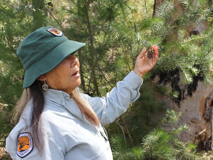Aboriginal Discovery Ranger in Dharawal National Park