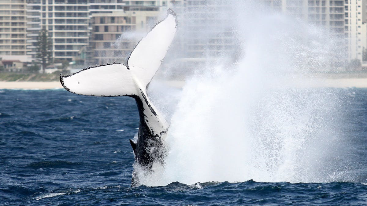 Spirit of Gold Coast Whale Watching