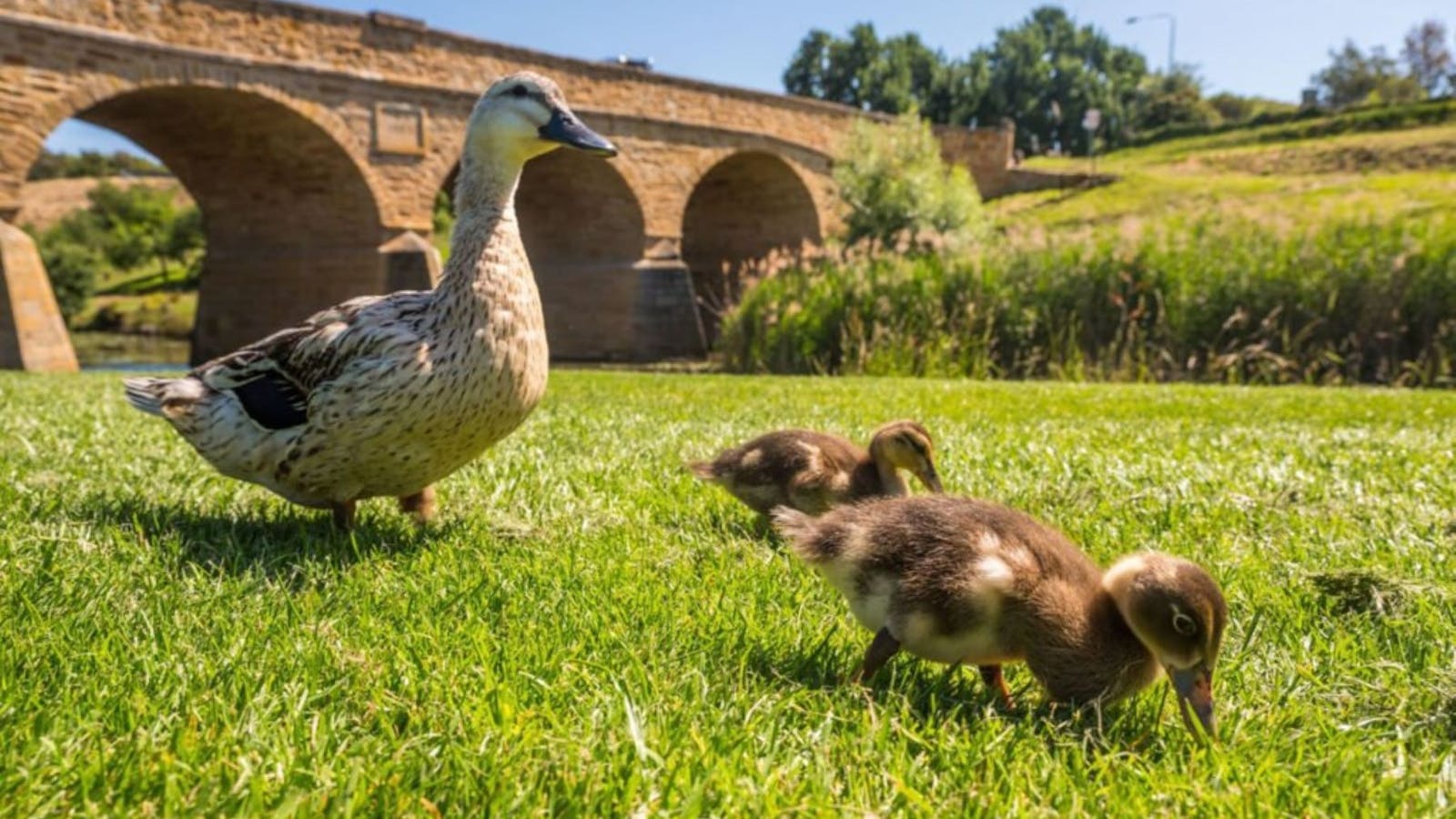 Ducks - Historic Richmond Bridge