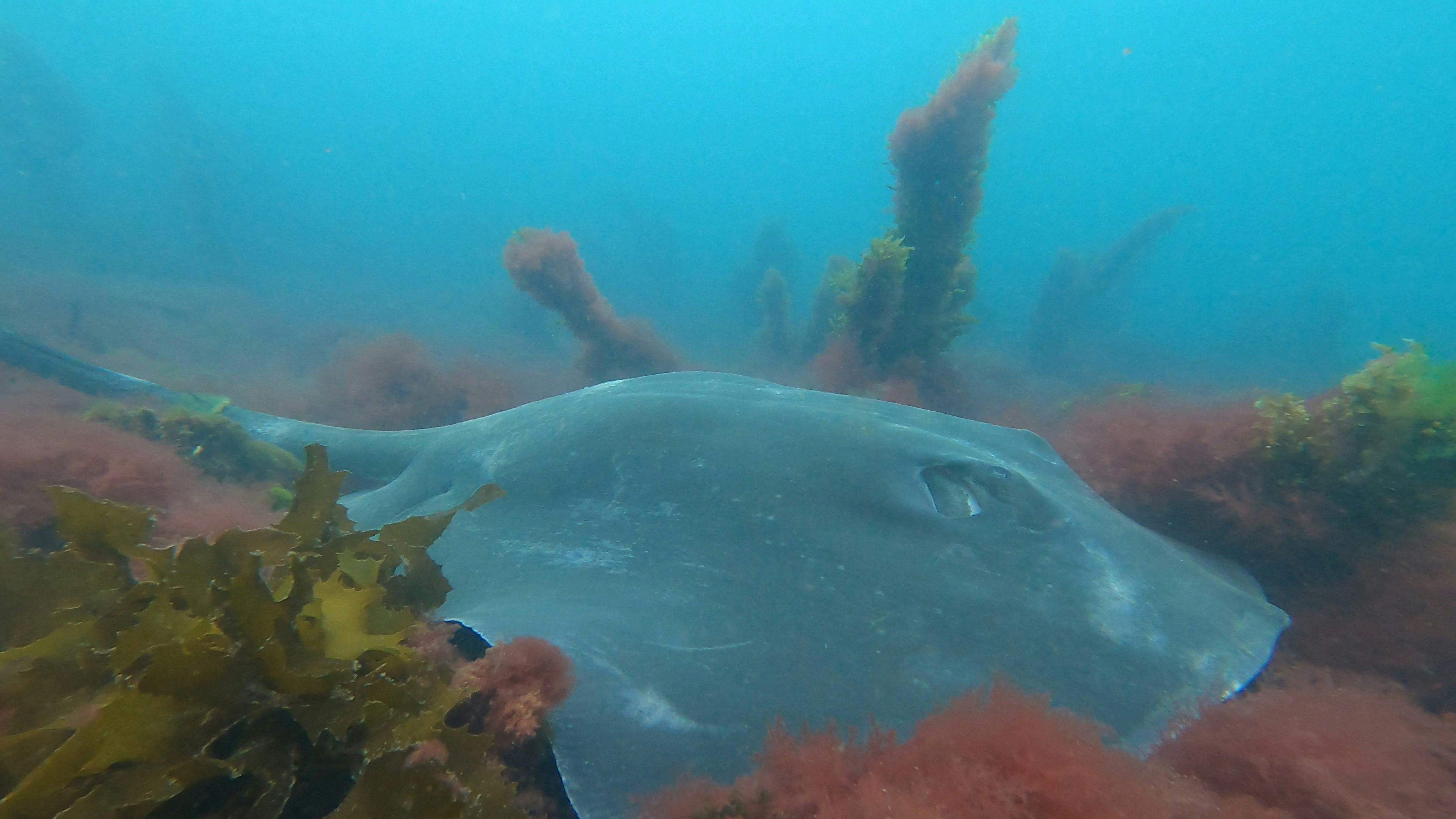 Ray