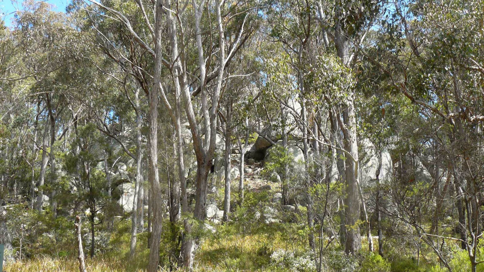 Thunderbolts Lookout Walking Track