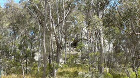 Thunderbolts Lookout Walking Track