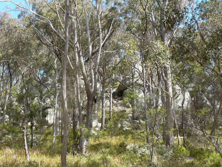 Thunderbolts lookout, Torrington State Conservation Area. Photo: NSW Government