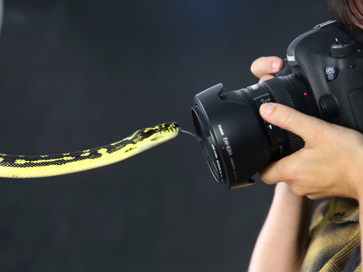 Wildlife Photography Workshops (Intermediate))