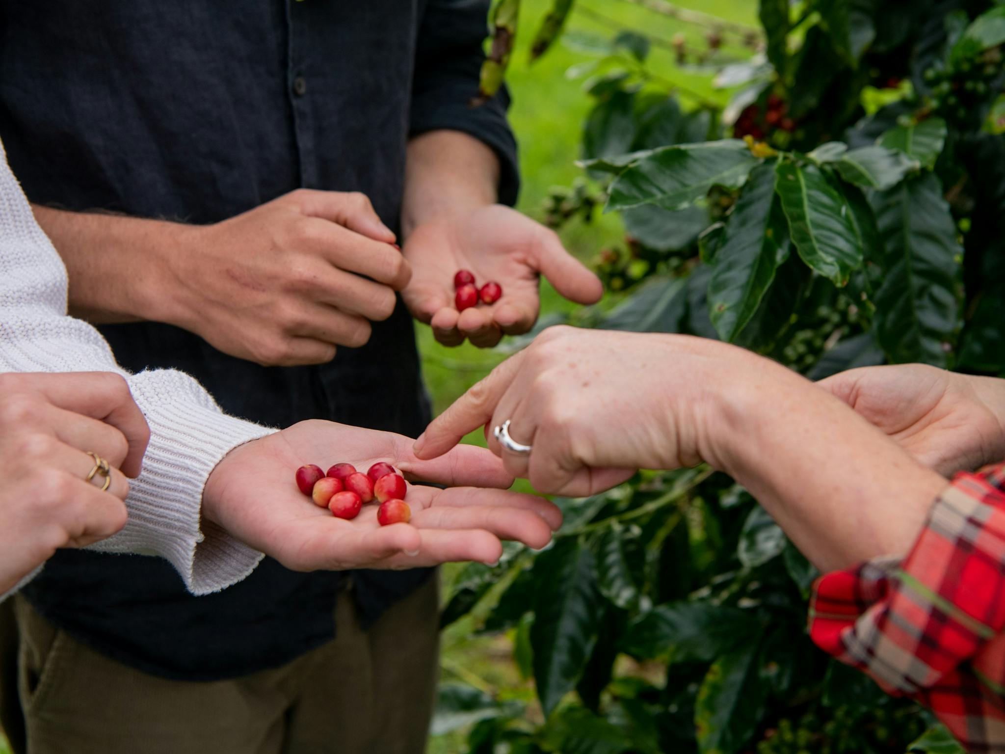 Zentveld's Coffee Farm and Roastery, Newrybar