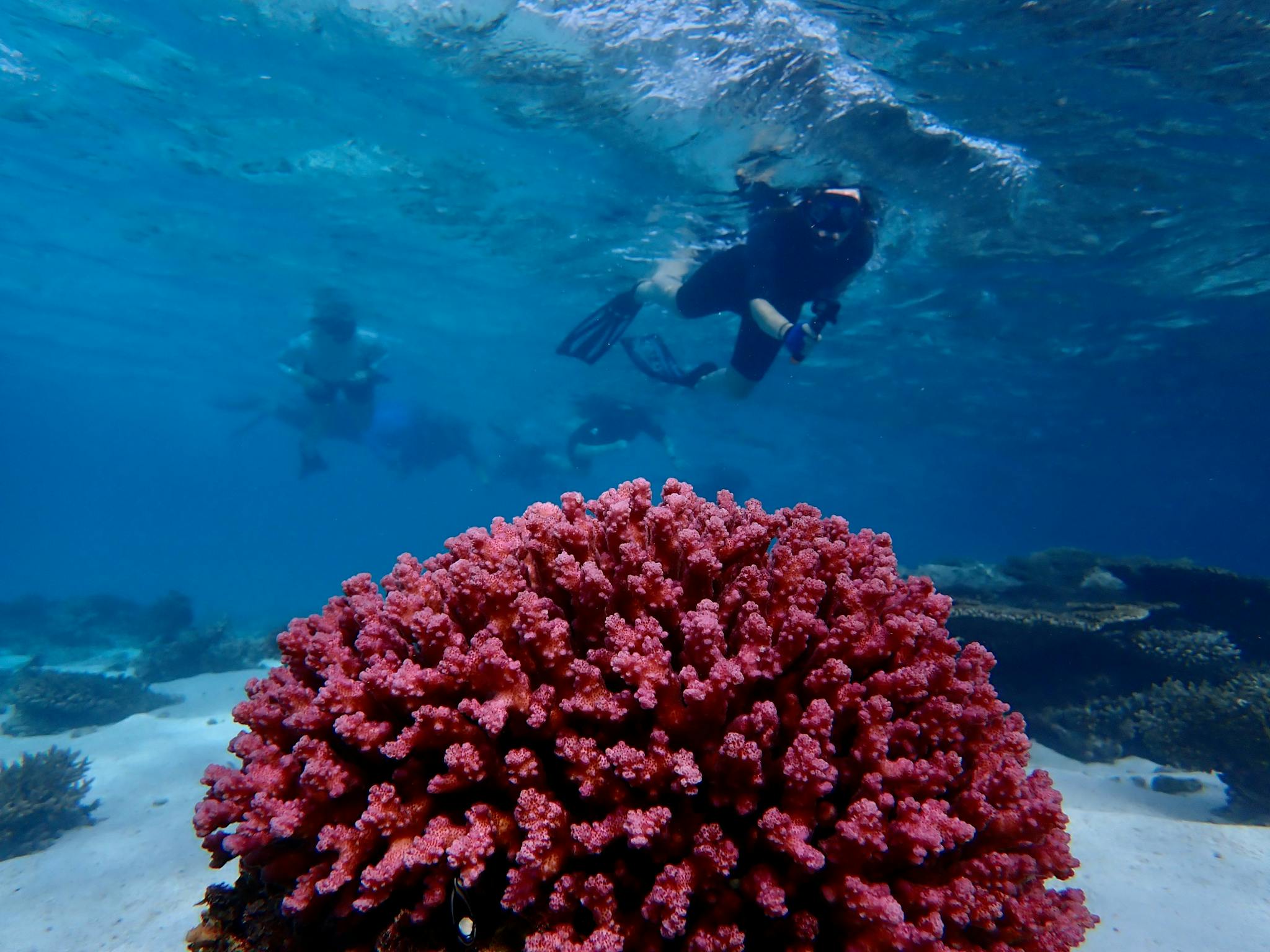 A group of snorkellers swim in clear blue water with a beautiful pink coral in the foreground