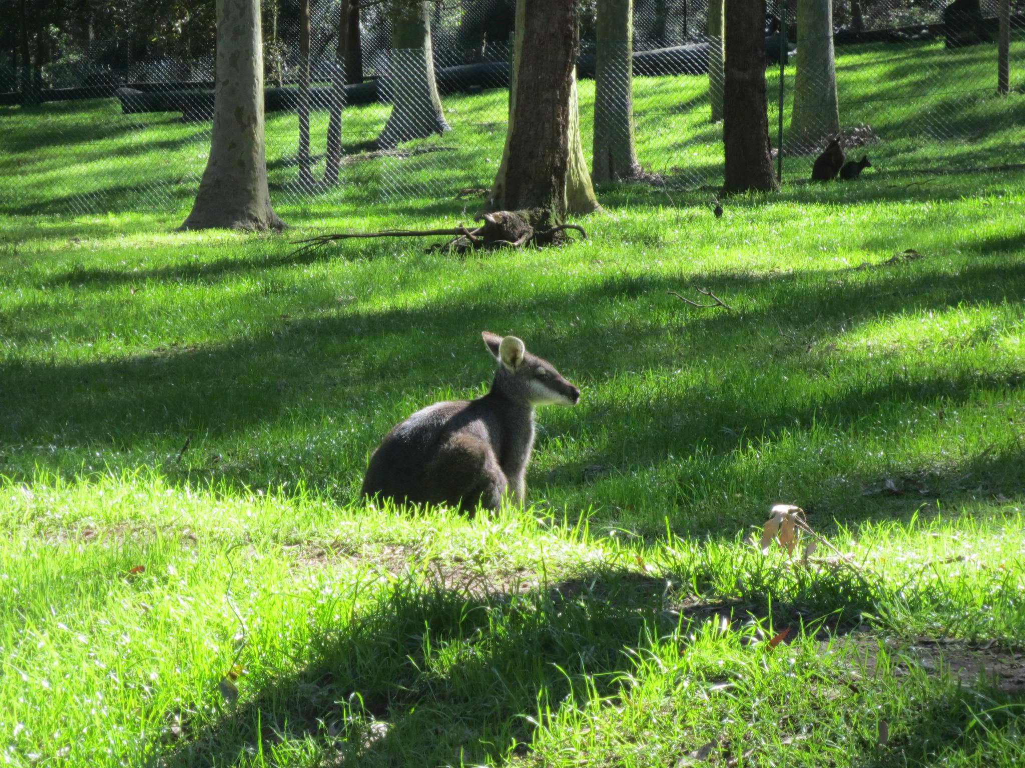 Carnley Ave - Kangaroos