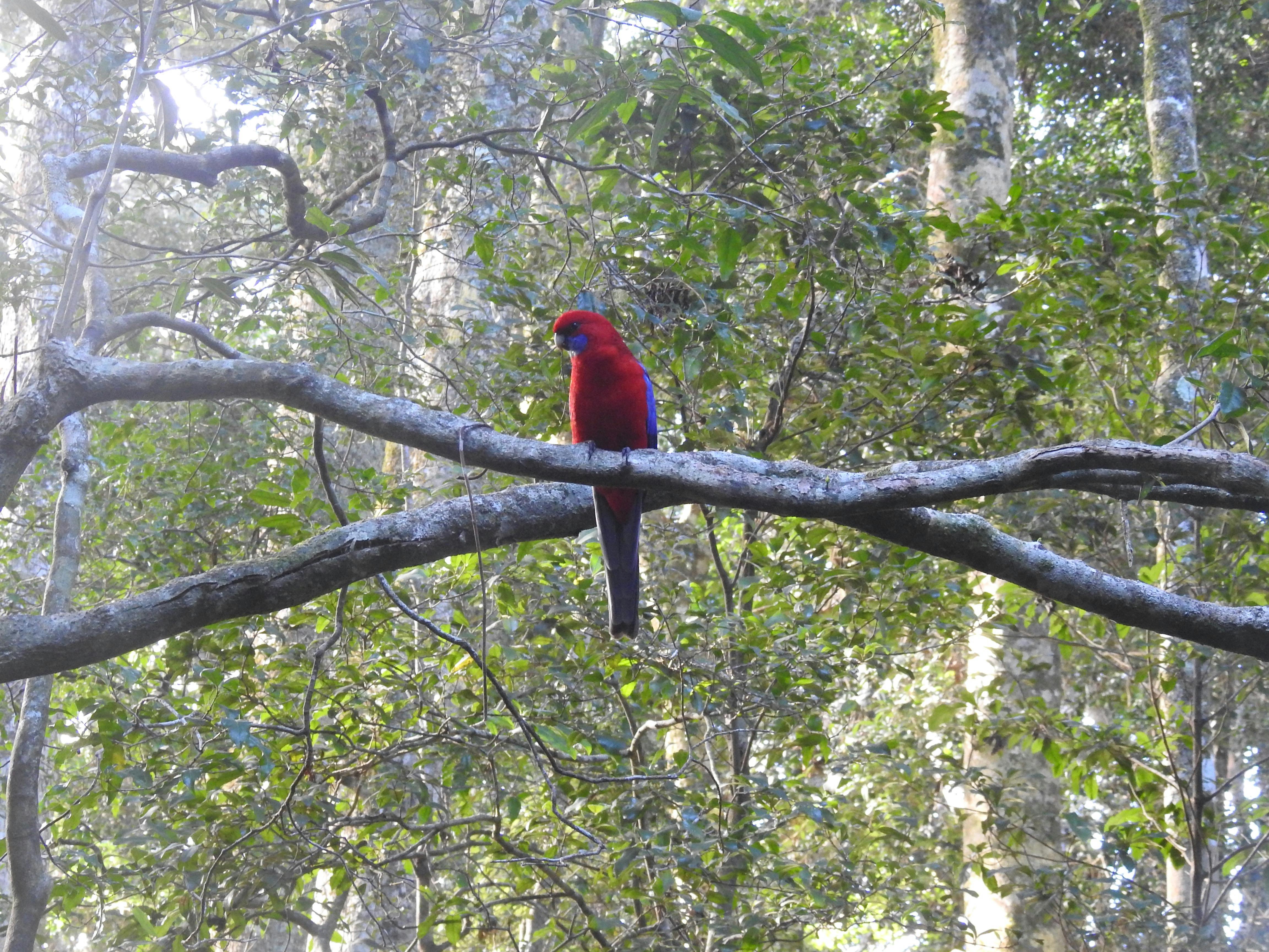 Crimson rosella in Lamington NationalPark