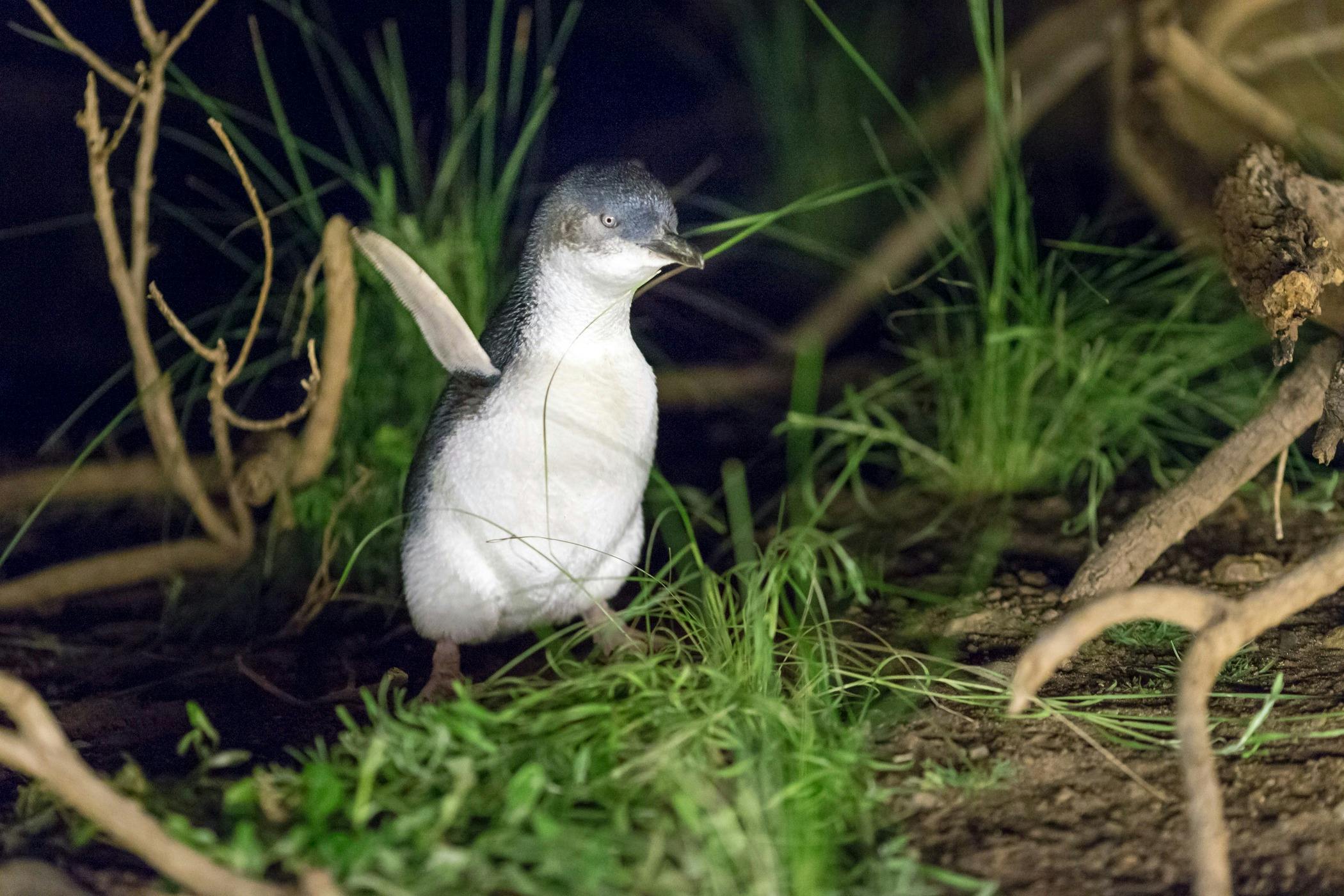 Phillip Island Penguin Parade and Koalas Tour