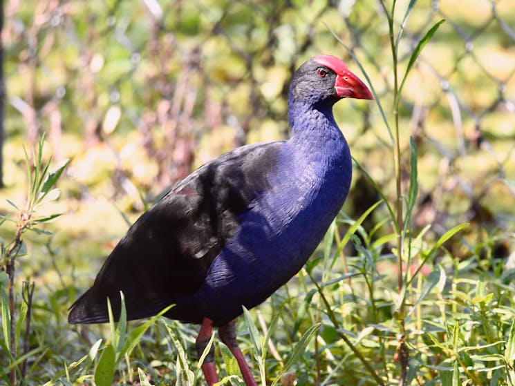 Australian Swamphen