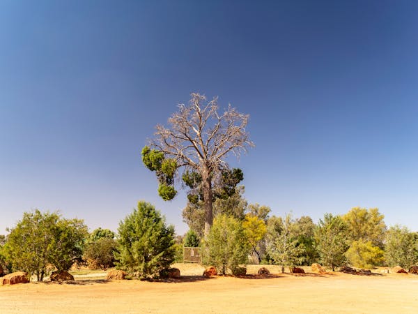 Robbers Tree Historical Image