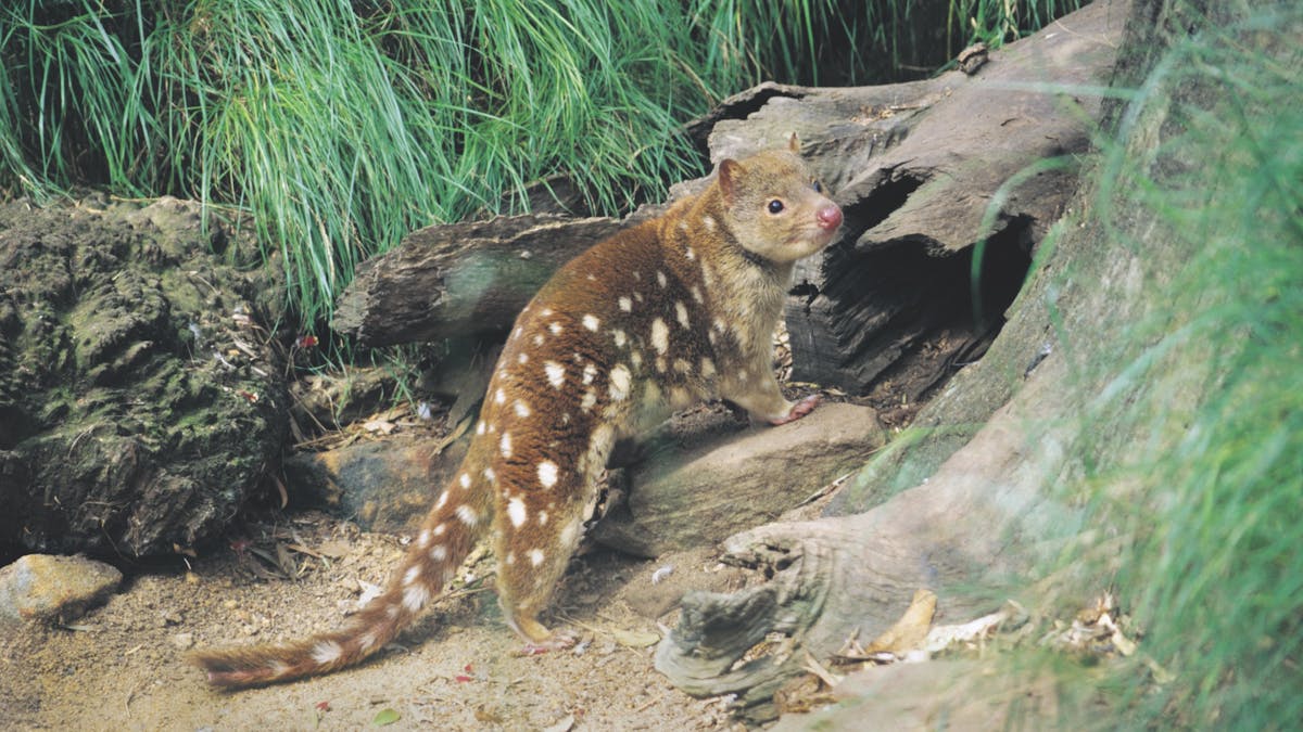 Spotted tail quoll
