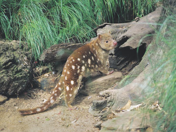 Spotted tail quoll