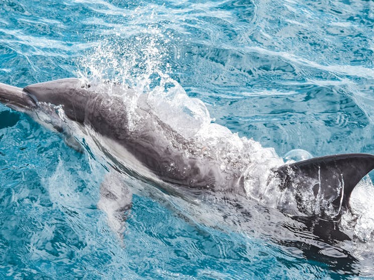Oceanic Dolphin