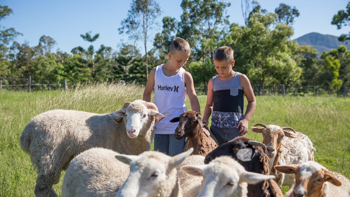 interact with all the animals