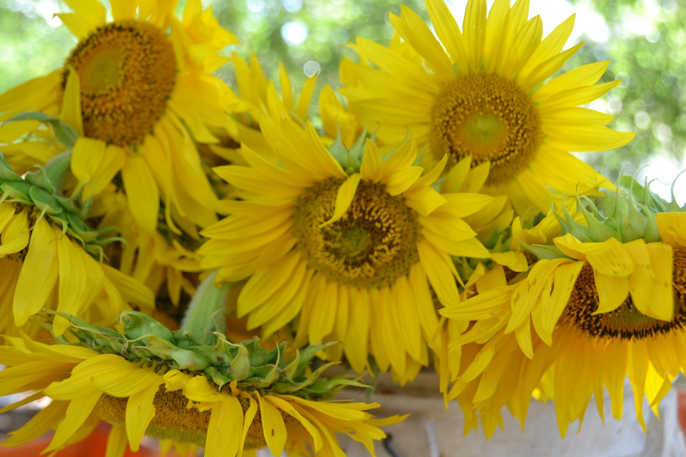 sunflowers at bello markets