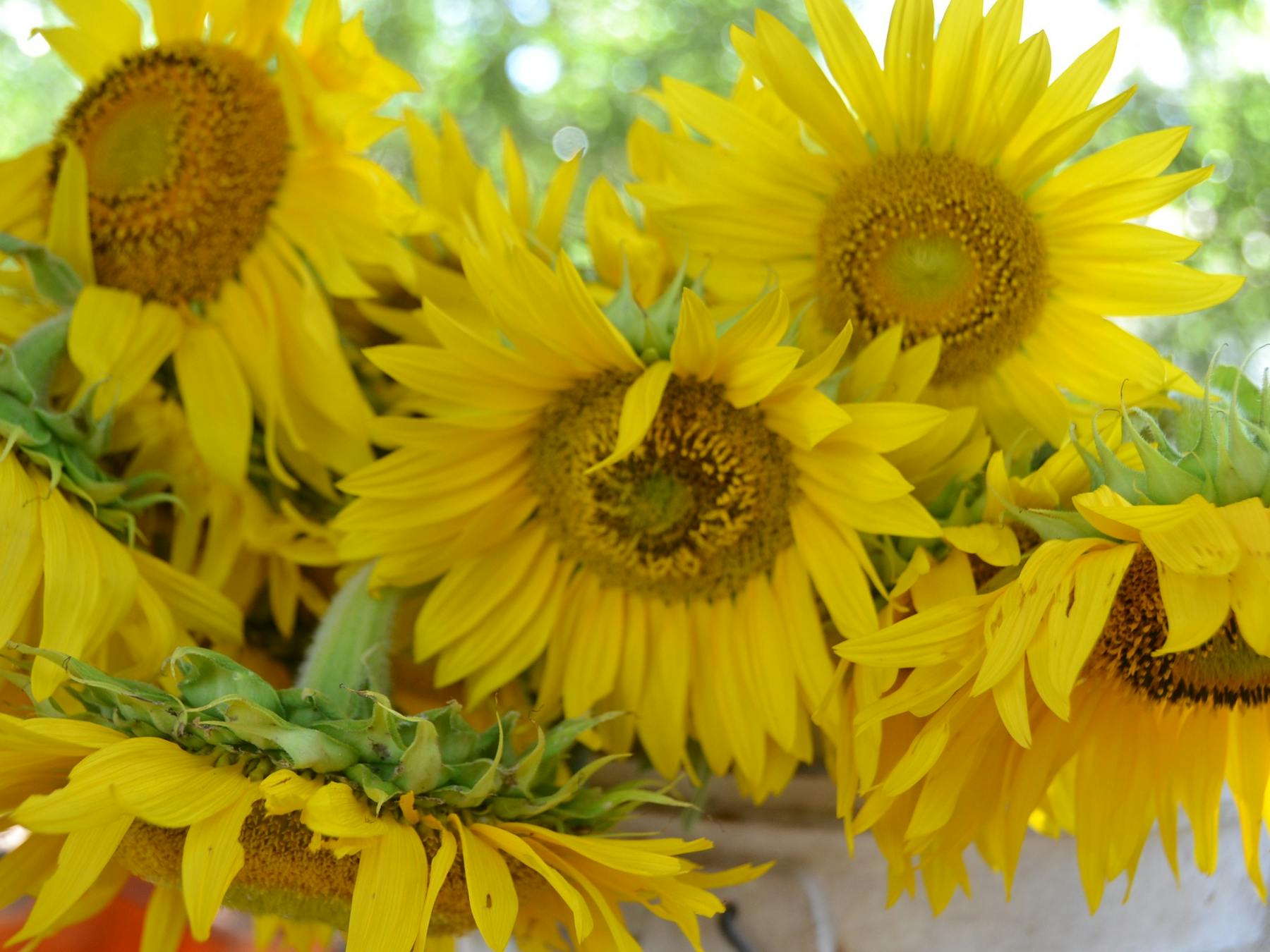 sunflowers at bello markets