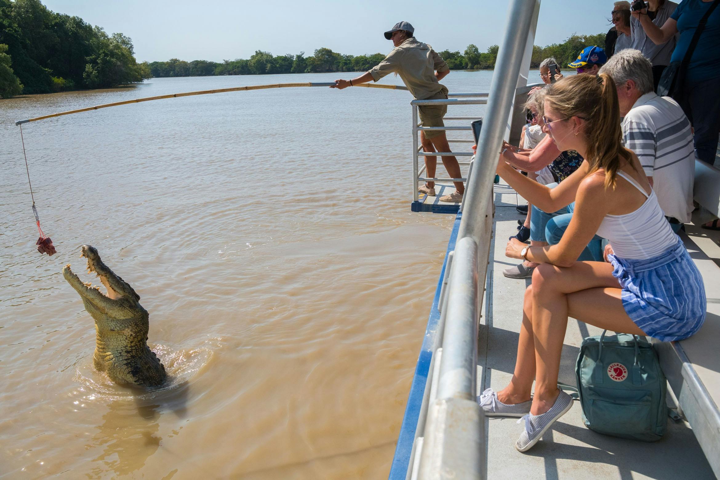 Saltwater crocodile jumping from the water