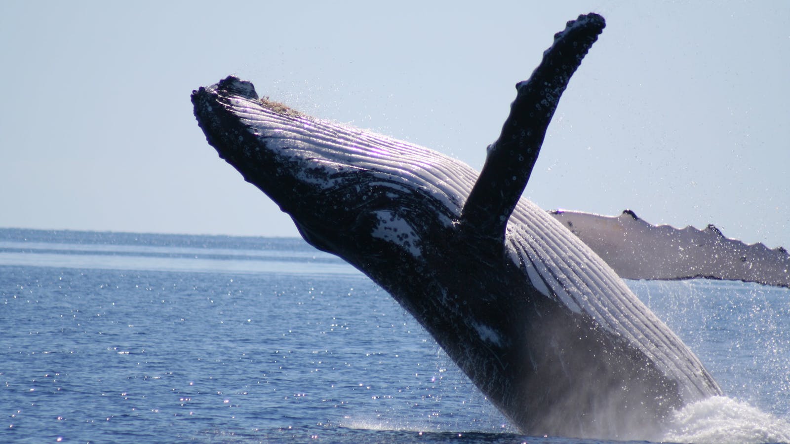 Spirit Of Hervey Bay Whale Watching Cruises