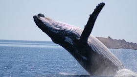 Beautiful whale breach
