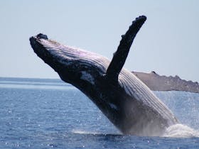 Beautiful whale breach