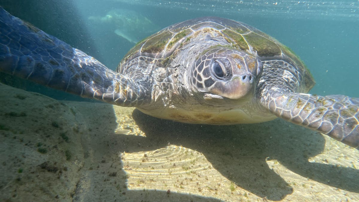Sam our Green Sea Turtle