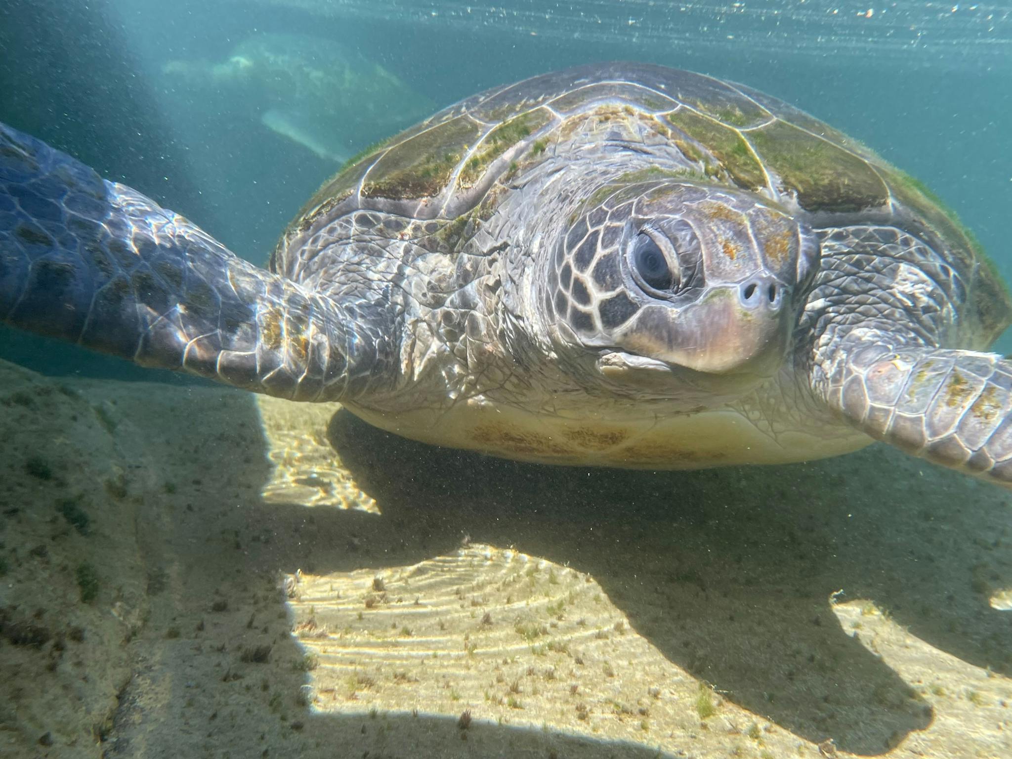 Sam our Green Sea Turtle Sam our Green Sea Turtle