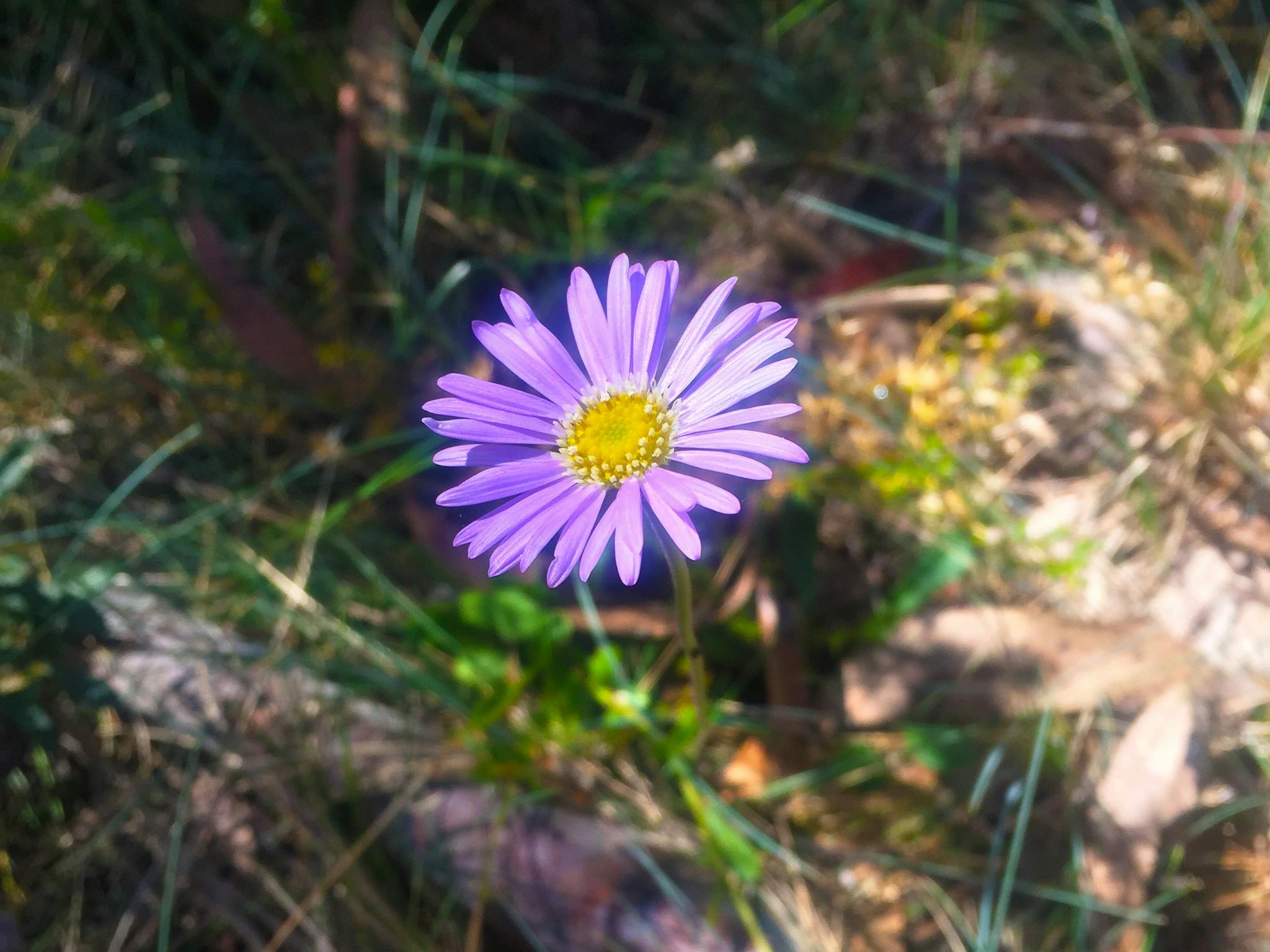 Errinundra National Park. Credit: Matt Zanini