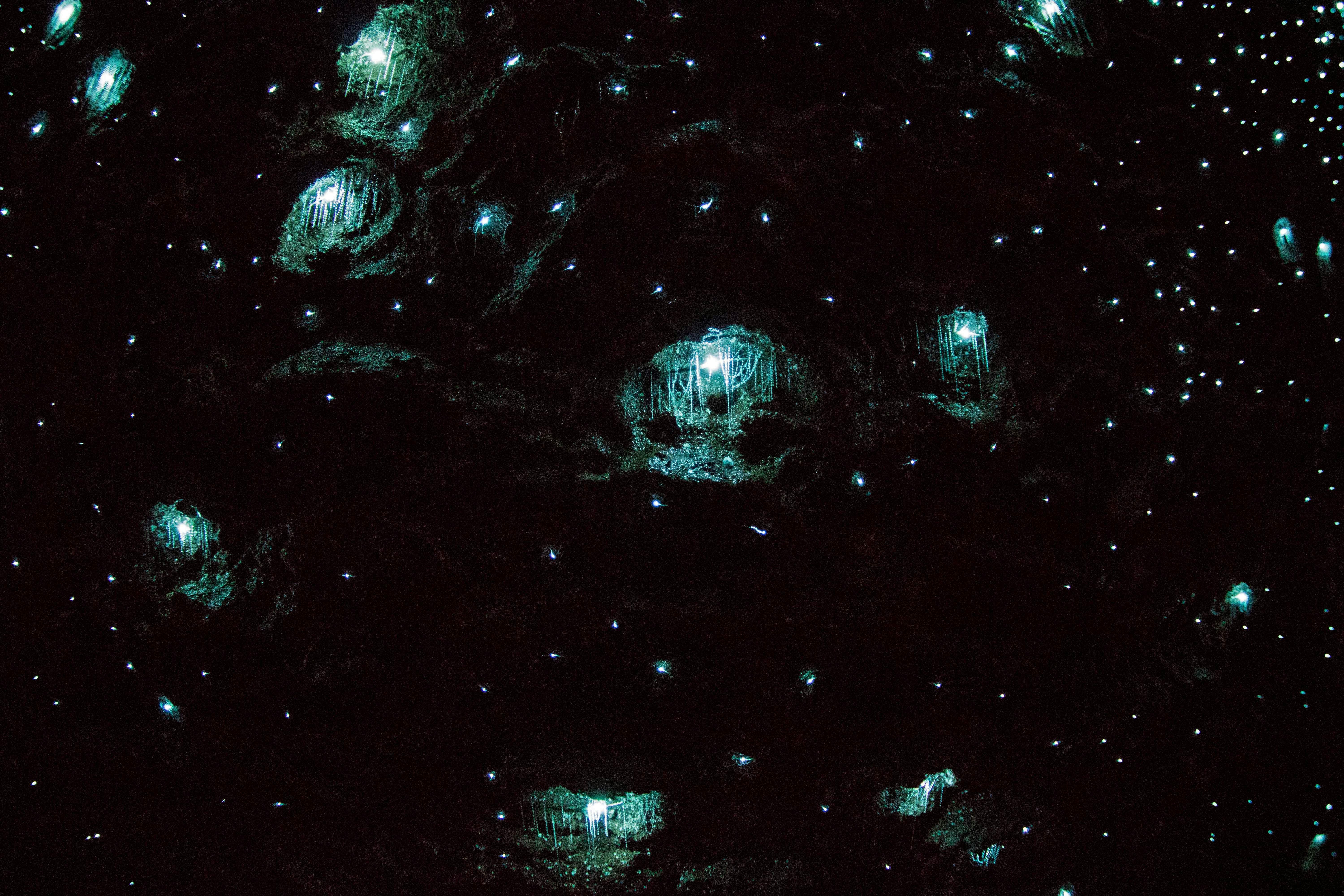 Glow worm snares