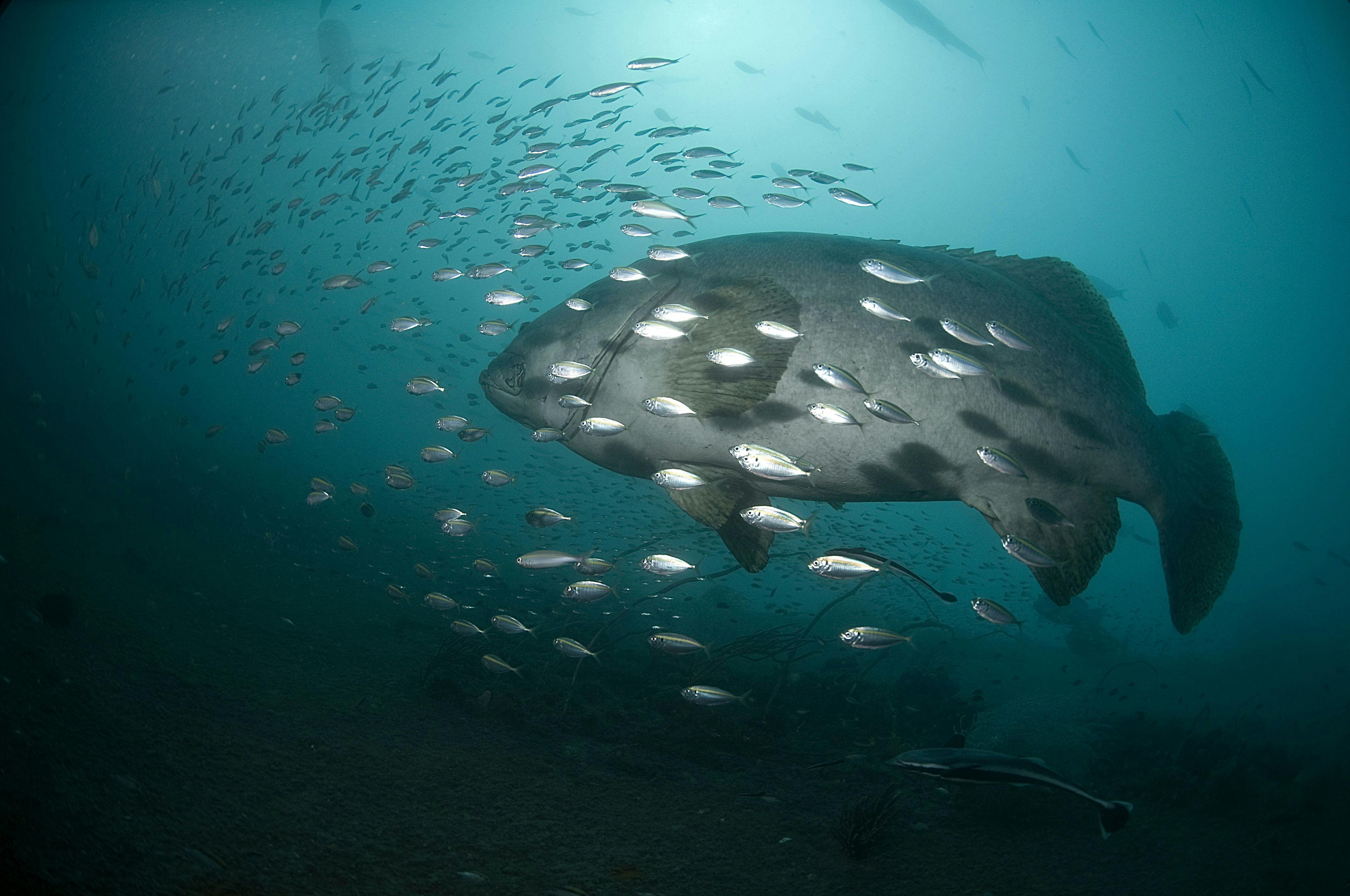Giant QLD Grouper