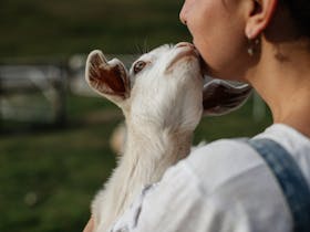 Miniature Goats Up Close Experience