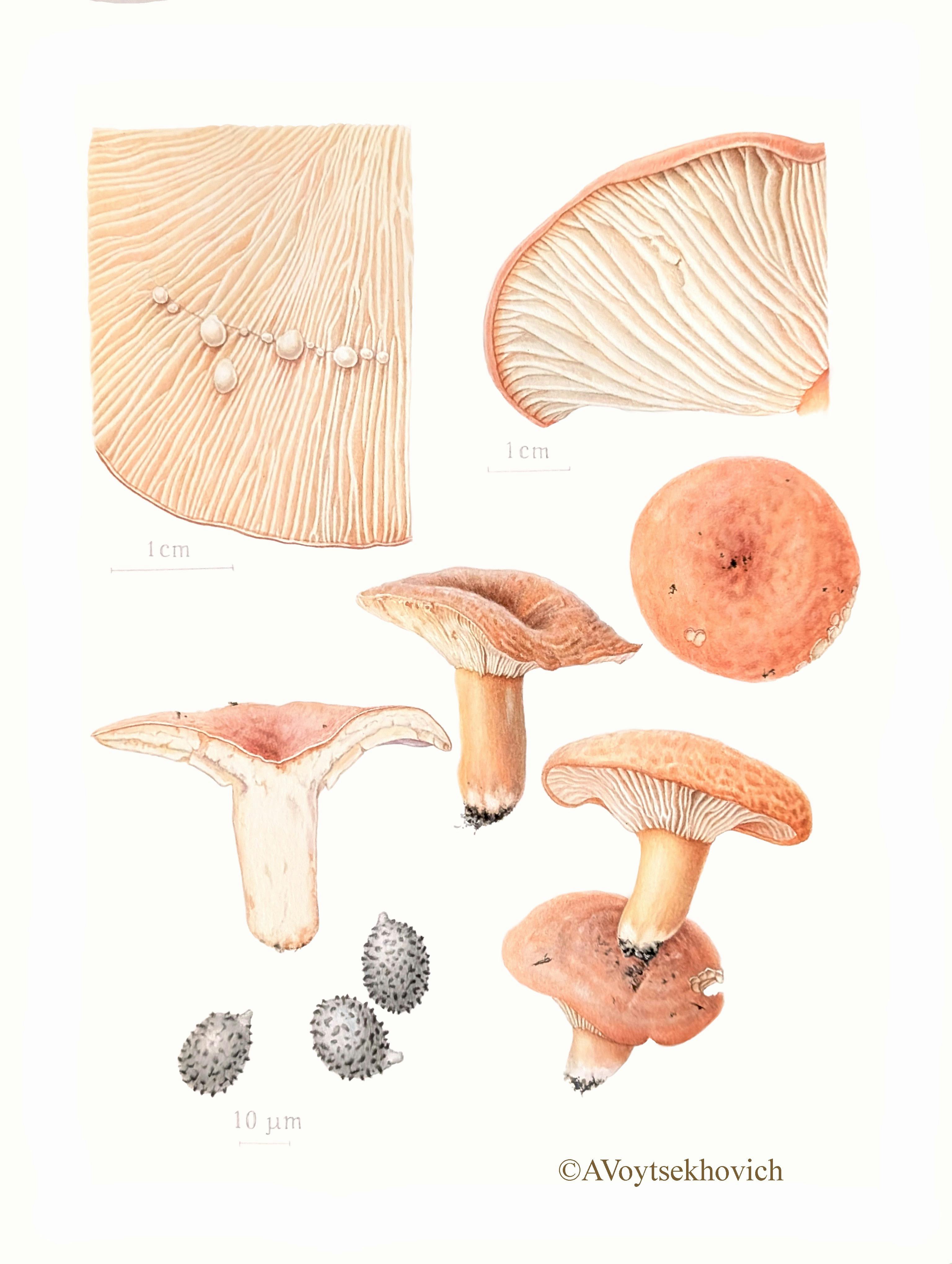 Watercolour paintings of the parts of fungi