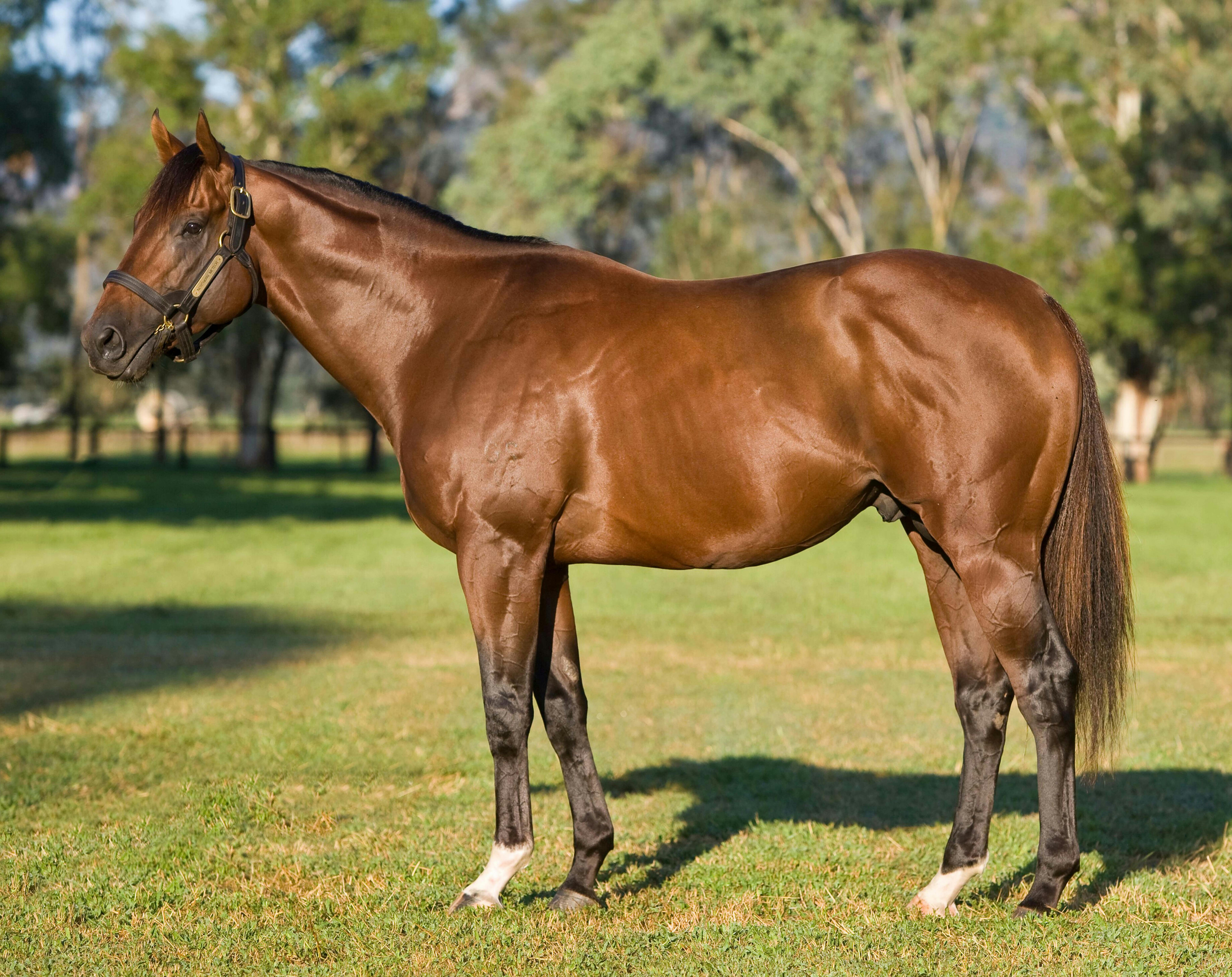 Northern Meteor Package