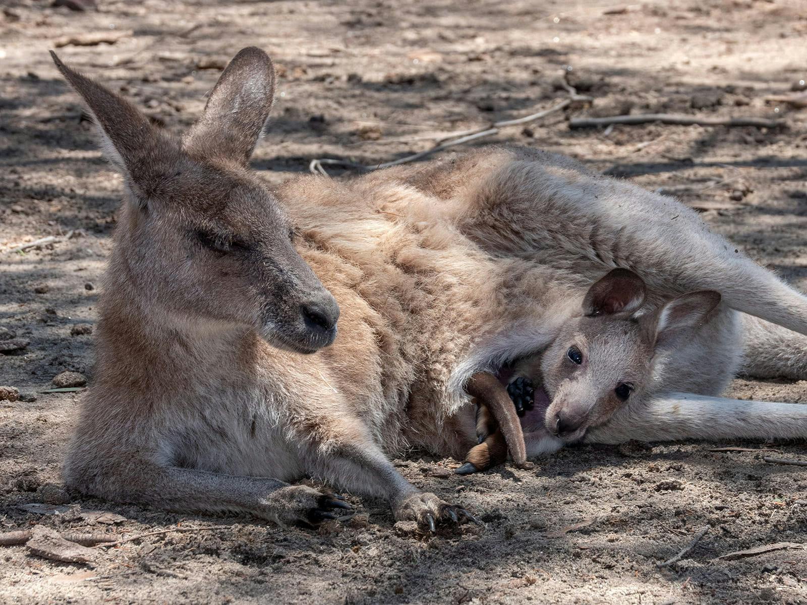 Kangaroo resting on the ground with a joey peeking out from her pouch.