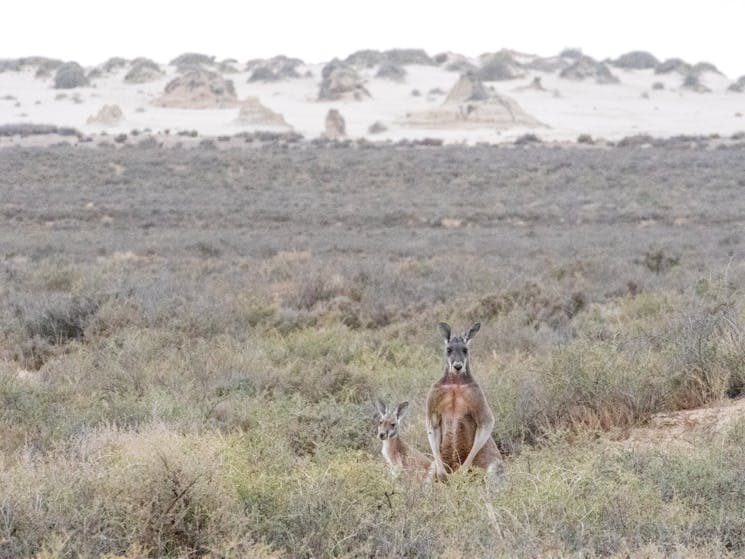 Red Kangaroos and lunette Mungo NP
