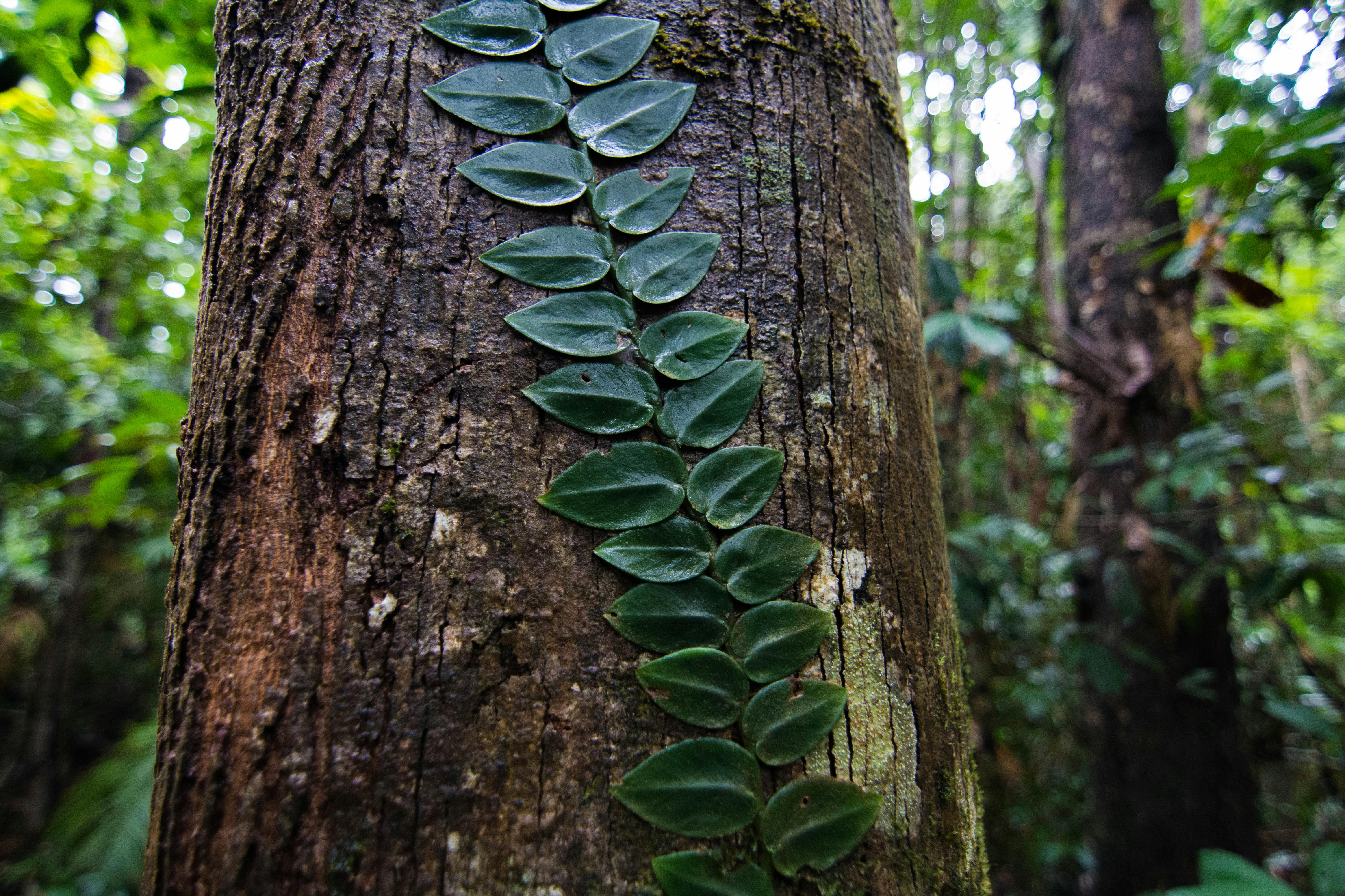 rhaphidophora vine