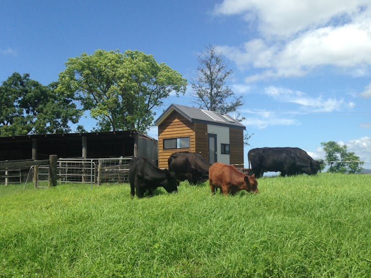 Our cows and Tiny Home