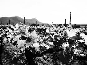 Ballabourneen Wine Co