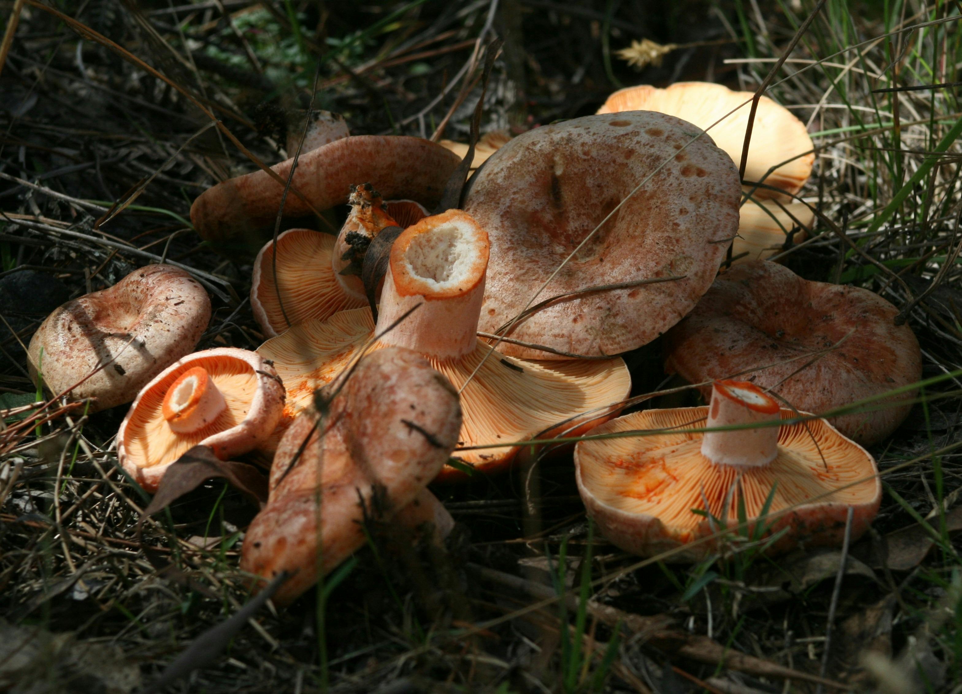 Easter Weekend Wild Mushroom Hunt