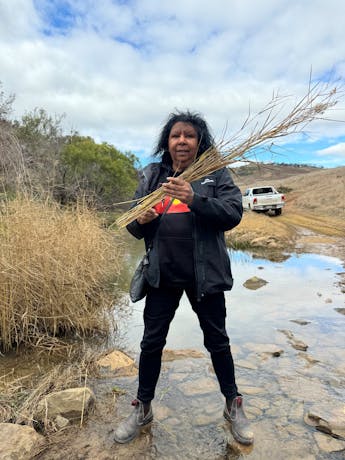Maree Clark collecting reeds at Ginninderry