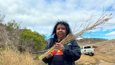 Maree Clark collecting reeds at Ginninderry