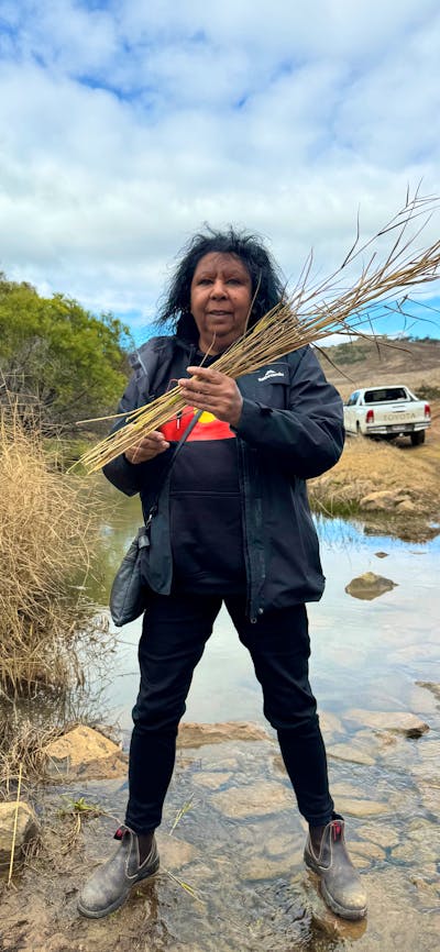 Maree Clark collecting reeds at Ginninderry