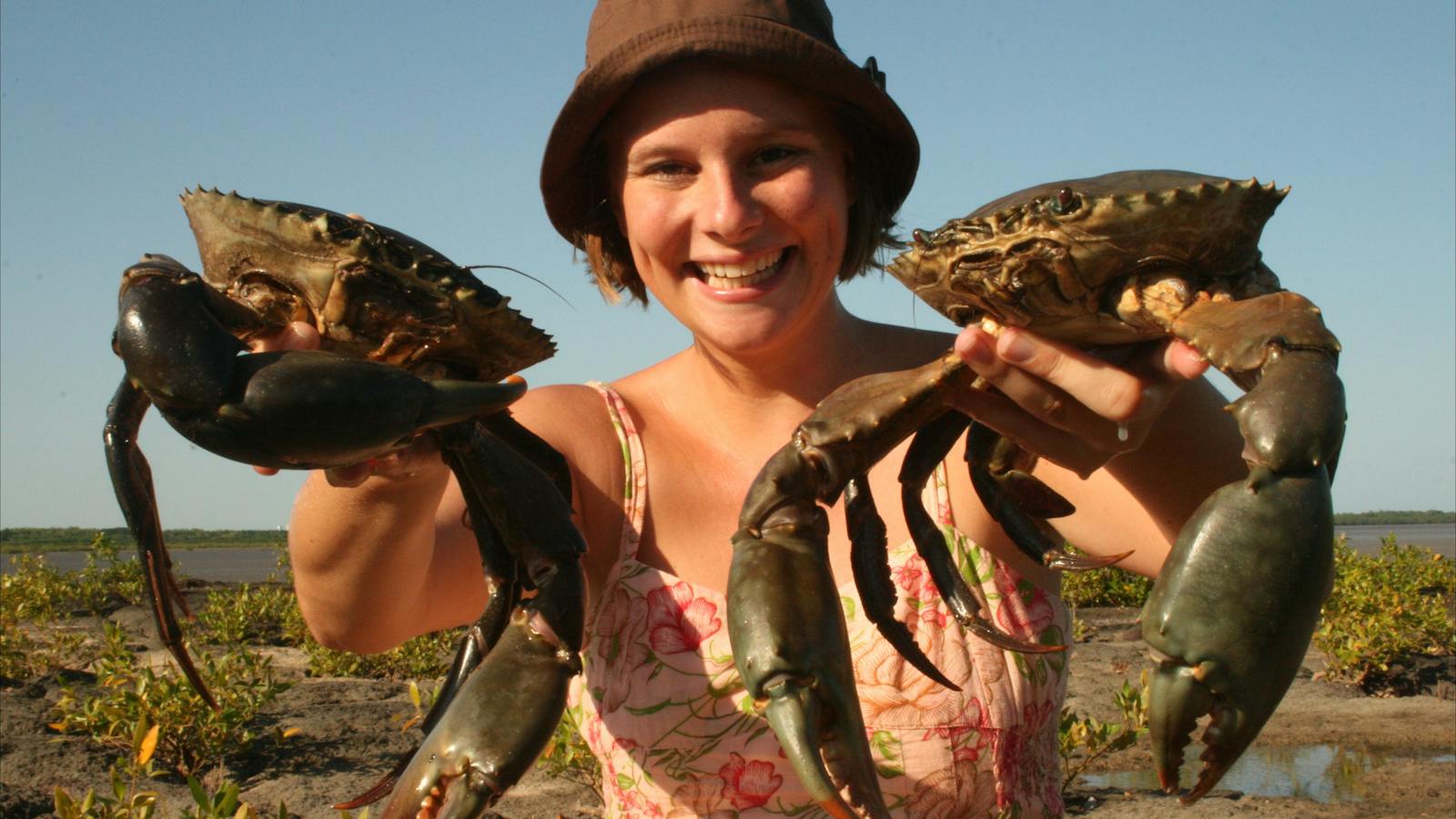 Cobourg Mud Crabs